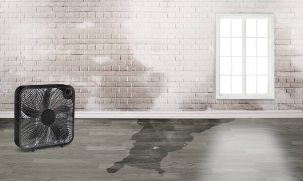 Best Water damage restoration near me  in Orlinda, TN